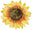 Zoes Florist, Florists in Sussex logo